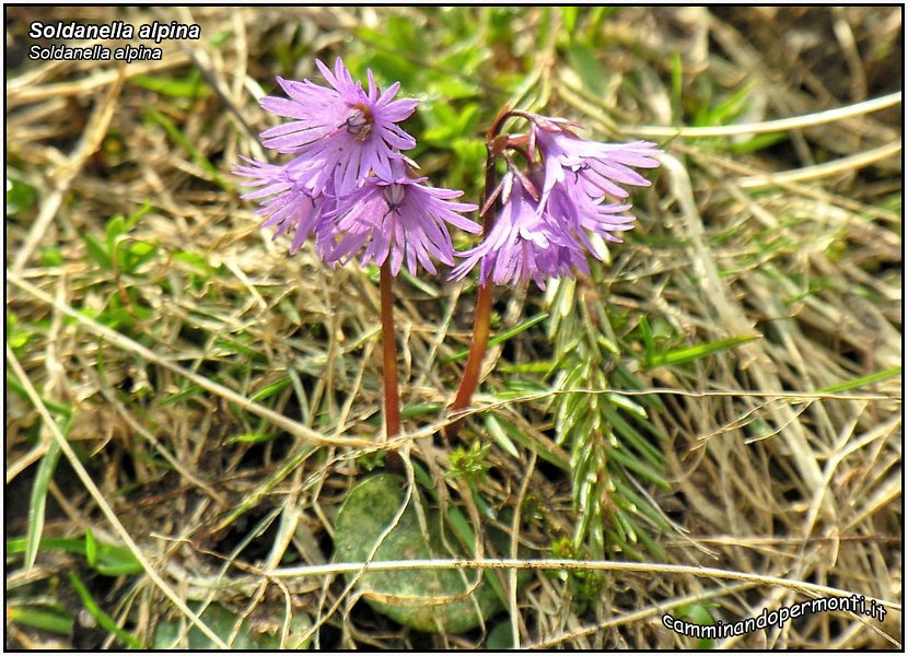 Soldanella alpina.jpg